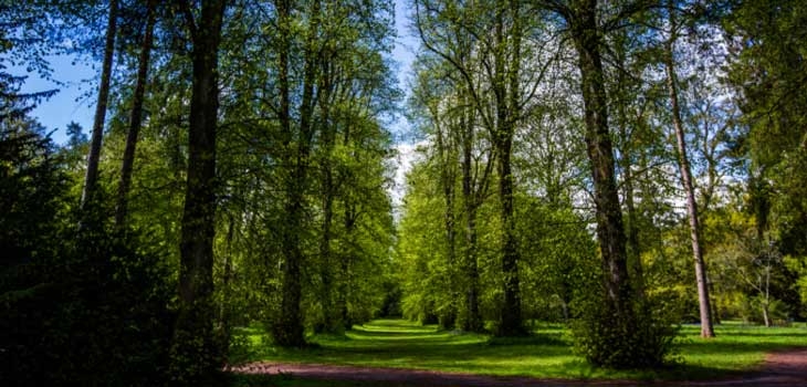 Spring at Westonbirt Arboretum