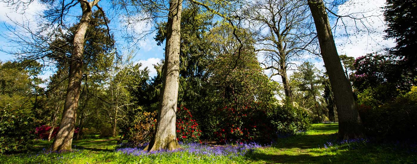 Spring at Westonbirt Arboretum