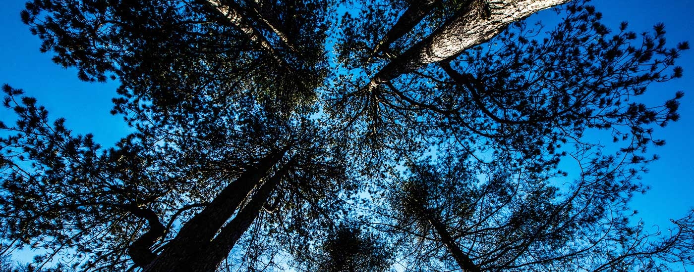 Spring at Westonbirt Arboretum