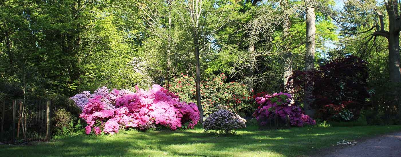 Spring at Westonbirt Arboretum