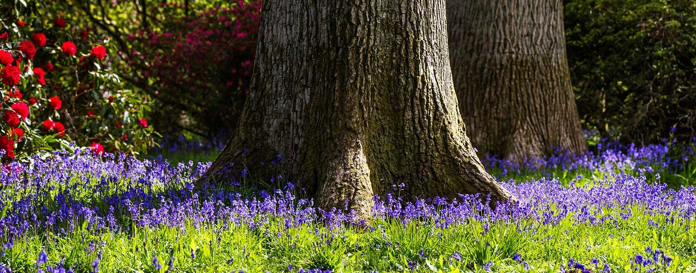 Spring at Westonbirt Arboretum