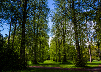 Spring at Westonbirt Arboretum