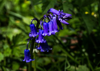 Spring at Westonbirt Arboretum