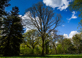 Spring at Westonbirt Arboretum