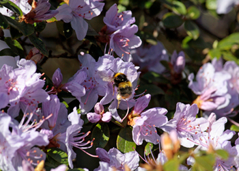 Spring at Westonbirt Arboretum