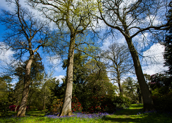 Spring at Westonbirt Arboretum