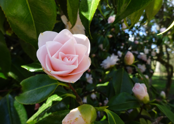 Spring at Westonbirt Arboretum