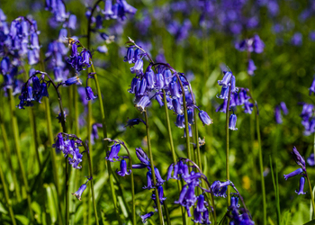 Spring at Westonbirt Arboretum