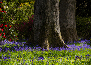 Spring at Westonbirt Arboretum