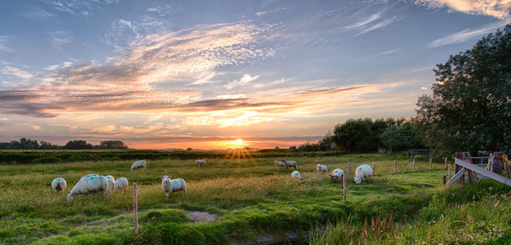 Sheep farm