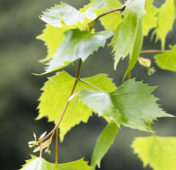 Lime tree leaves