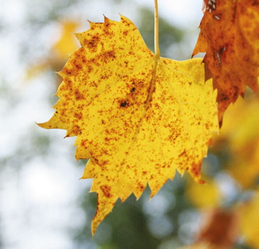 Lime tree leaves