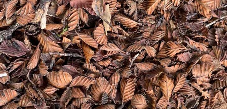 Fallen Nothofagus gunnii (the tanglefoot) leaves, which is Australia's only native winter deciduous tree and has stunning autumn colour