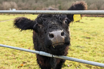 Grazing  on The Downs