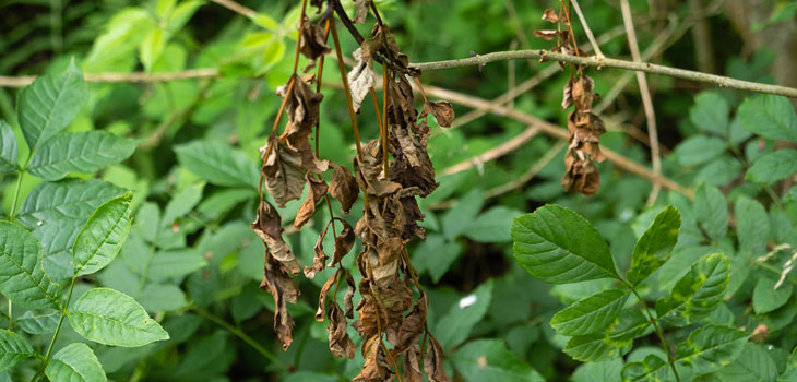 Trees affected by Chalara ash dieback