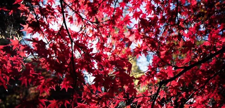 Maples in autumn