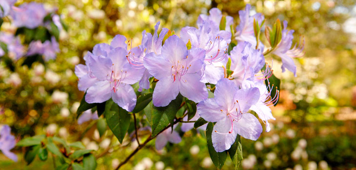 Spring at Westonbirt