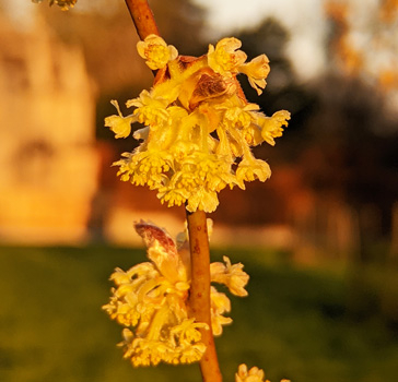 Lindera praetermissa