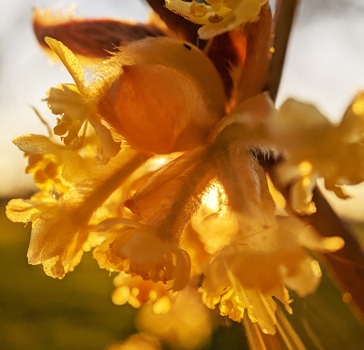 Lindera praetermissa