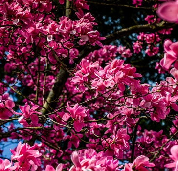 Spring at Westonbirt Arboretum