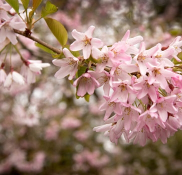 Spring at Westonbirt Arboretum