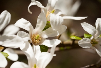 Tree of the month: Magnolia kobus 