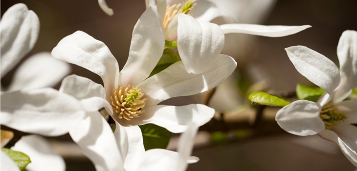 Magnolia kobus Photo credit: Anne Gilbert