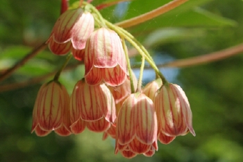 Tree of the month: Enkianthus campanulatus 