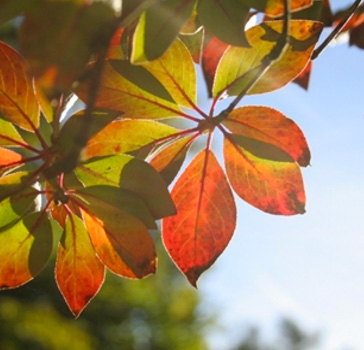 Enkianthus campanulatus 