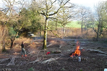 Coppicing: A traditional forestry practice