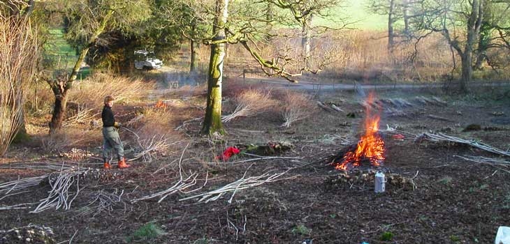 Coppicing area at Westonbirt Arboretum