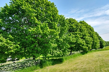 Protecting Tilia trees: How members are helping to research tree diseases