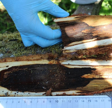 Black lesion revealed after removing the outer bark