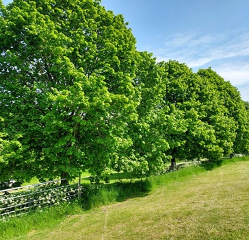 Lime trees are frequently found in avenues such as this one located in Gloucestershire