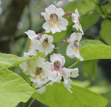 Yellow-leaved Indian bean tree - Photo credit: Mike Westgate