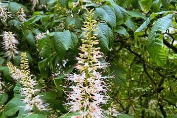 Tree of the month: Bottlebrush buckeye