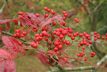 Tree of the month: Sorbus commixta