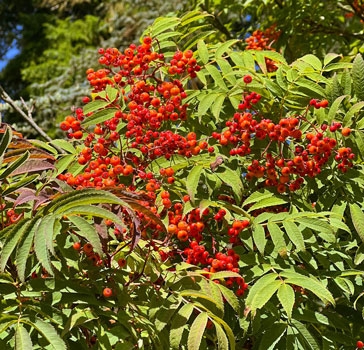 Sorbus commixta