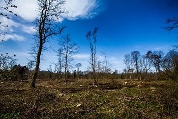 Silk Wood Community Planting Project: Phase One funded