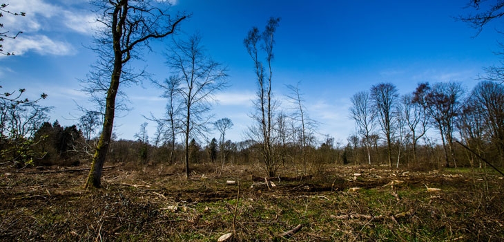 The effects of Chalara ash dieback in Silk Wood