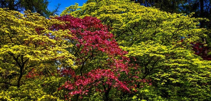 Japanese maple cultivars