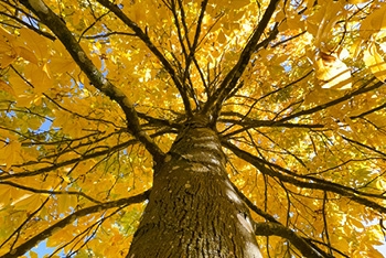 Tree of the month: Shagbark hickory