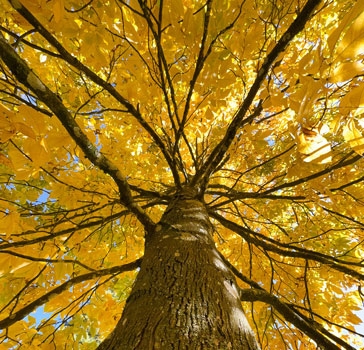 Shagbark hickory