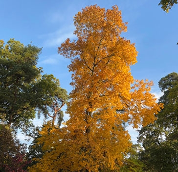 Shagbark hickory