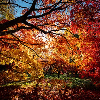 Autumn at Westonbirt Arboretum