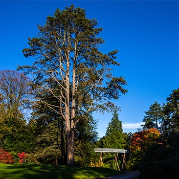 Autumn at Westonbirt Arboretum