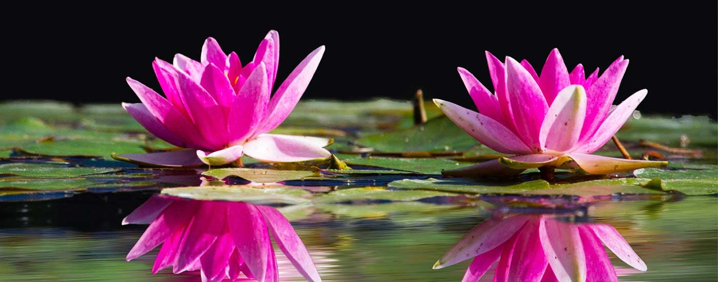 Waterlily pond