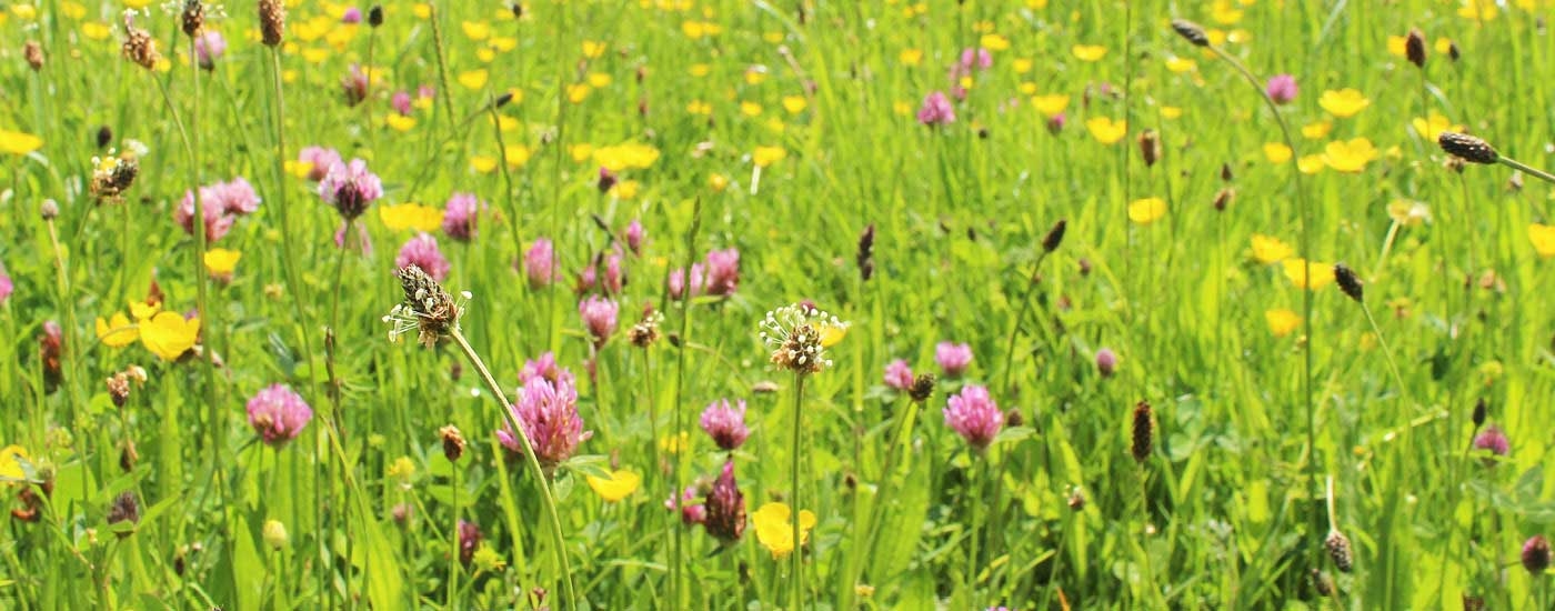 Wildflower meadow