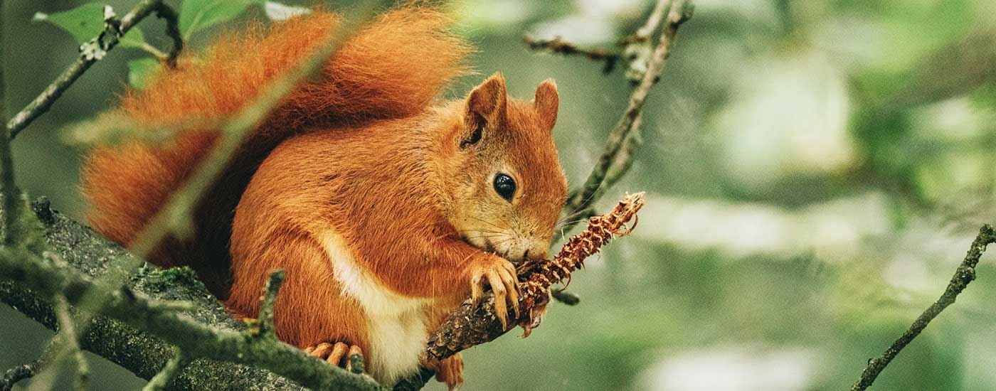 Red squirrel