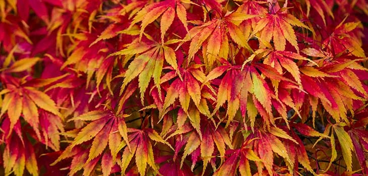 Yellow and red maple leaves